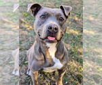 Small #4 American Pit Bull Terrier Mix