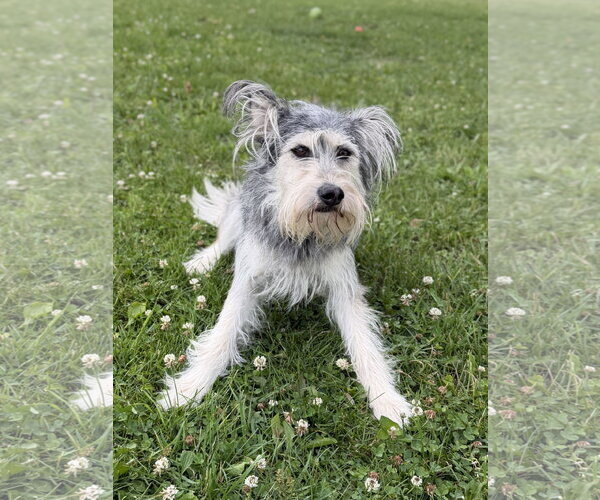 Medium Photo #2 Mutt Puppy For Sale in Jefferson, WI, USA