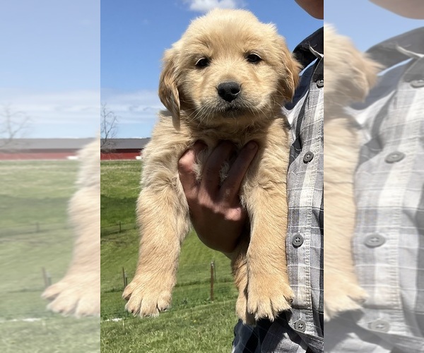 Medium Photo #2 Golden Retriever Puppy For Sale in MEMPHIS, MO, USA
