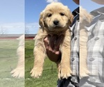 Small #1 Golden Retriever