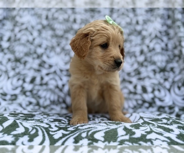 Medium Photo #6 Goldendoodle Puppy For Sale in LAKELAND, FL, USA