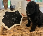 Small Photo #5 Aussiedoodle Puppy For Sale in FRANKLINTON, LA, USA