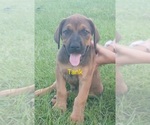 Puppy Tank Doberman Pinscher-Mastiff Mix