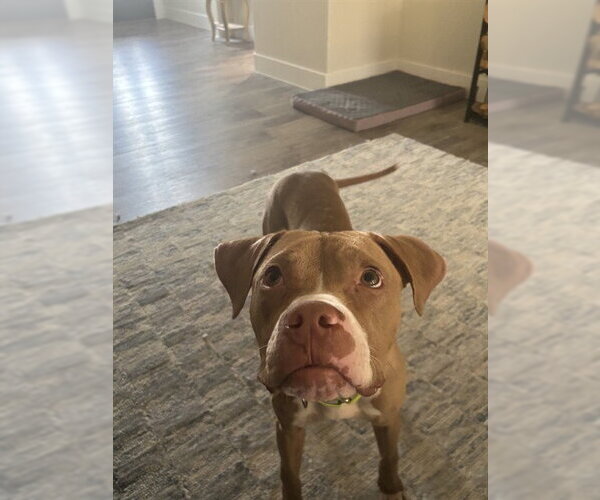 Medium Photo #2 American Pit Bull Terrier Puppy For Sale in Pasadena, TX, USA