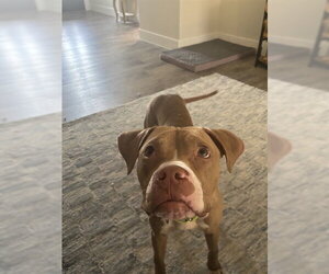 GARY - Male American Pit Bull Terrier Dog for Adoption - Photo #2