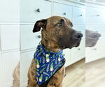 Small #1 Boxer-Dutch Shepherd  Mix