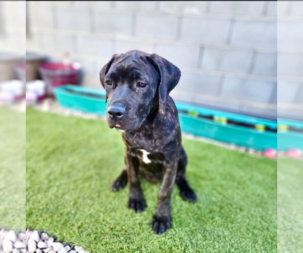 Medium Photo #2 Mutt Puppy For Sale in Goodyear, AZ, USA