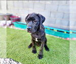Small #1 Mutt