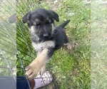 Small Photo #4 German Shepherd Dog Puppy For Sale in SUMPTER TWP, MI, USA