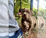 Puppy Pink American Bully