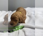 Small Photo #20 Goldendoodle Puppy For Sale in LAKELAND, FL, USA