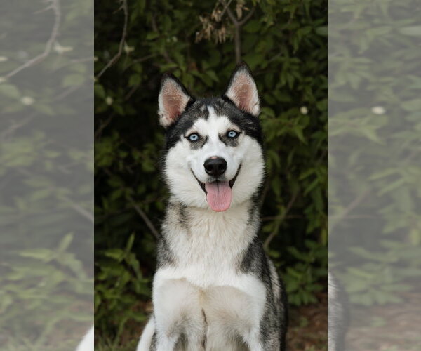 Medium Photo #4 Siberian Husky Puppy For Sale in Carrollton, TX, USA