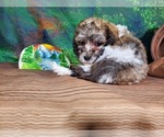 Small Photo #4 Poodle (Toy) Puppy For Sale in COLORADO SPRINGS, CO, USA