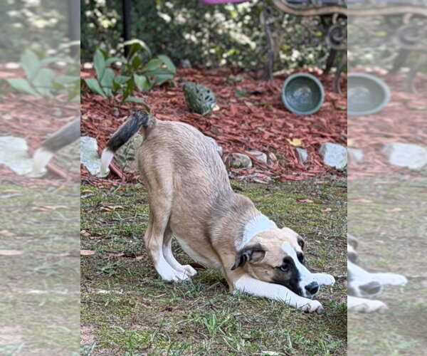 Medium Photo #4 Mutt Puppy For Sale in Mooresville, NC, USA