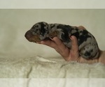 Small Photo #9 Dachshund Puppy For Sale in NEVADA CITY, CA, USA
