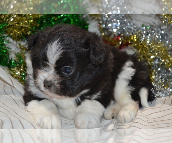 Medium Photo #1 Shiranian Puppy For Sale in GREENWOOD, WI, USA