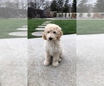 Small Photo #12 Labradoodle Puppy For Sale in ELK GROVE, CA, USA