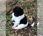 Small Photo #1 Labradoodle Puppy For Sale in FORNEY, TX, USA