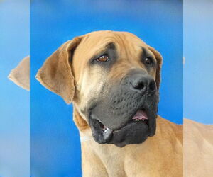 Dogue de Bordeaux-Unknown Mix Dogs for adoption in Pasadena, CA, USA