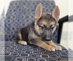 Small Photo #1 German Shepherd Dog-Unknown Mix Puppy For Sale in McKinney, TX, USA