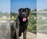 Small Photo #23 Mastiff Puppy For Sale in HEMET, CA, USA