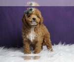 Puppy Daisy mae F1BB Goldendoodle (Miniature)
