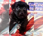 Small #10 Yorkshire Terrier