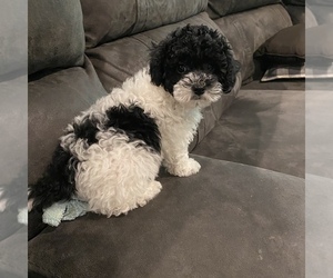 Maltipoo Puppy for sale in JASPER, GA, USA