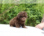 Small #27 ShihPoo