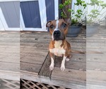 Toastie - Female Boxer-Unknown Mix Dog for Adoption - Small photo