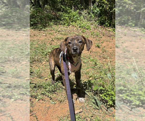 Medium Photo #3 Mutt Puppy For Sale in Candler, NC, USA
