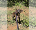Small #2 Mutt