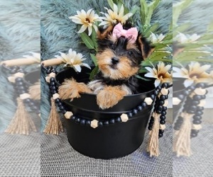 Yorkshire Terrier Puppy for sale in INDIANAPOLIS, IN, USA