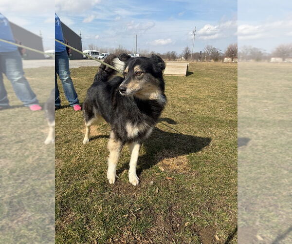 Medium Photo #2 Australian Shepherd Puppy For Sale in Pierceton , IN, USA