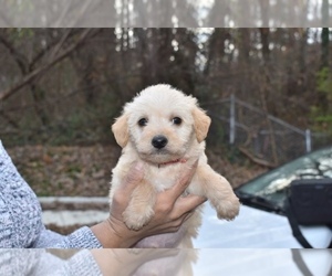 Poodle (Miniature)-Schnoodle (Miniature) Mix Puppy for sale in RIVERDALE, MD, USA