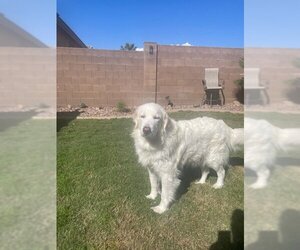 Golden Pyrenees Dogs for adoption in Chandler, AZ, USA