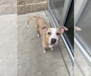 American Pit Bull Terrier Dogs for adoption in Aurora, IL, USA