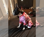Small Photo #16 Boston Terrier Puppy For Sale in NEW PORT RICHEY, FL, USA