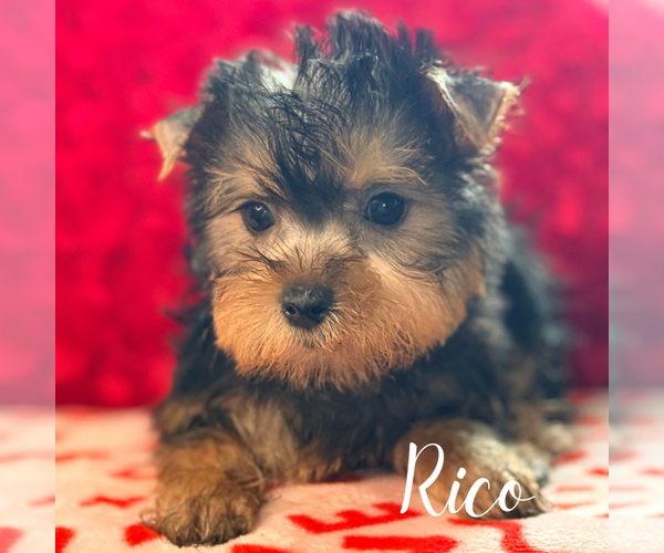 Medium Photo #1 Yorkshire Terrier Puppy For Sale in ADDISON, IL, USA