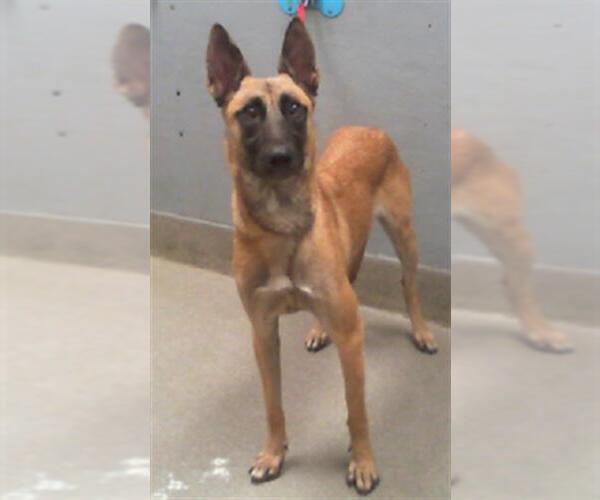 Medium Photo #1 Mutt Puppy For Sale in Las Vegas, NV, USA