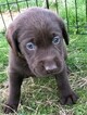 Small Photo #23 Labrador Retriever Puppy For Sale in EATONVILLE, WA, USA