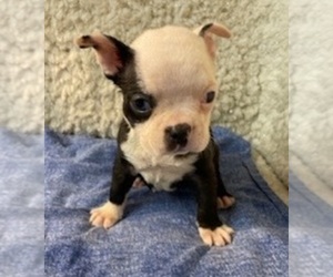 Boston Terrier Puppy for sale in CRKD RVR RNCH, OR, USA