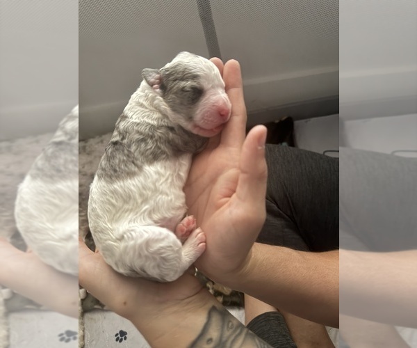 Medium Photo #52 Aussiedoodle-Bernedoodle Mix Puppy For Sale in BELTON, SC, USA