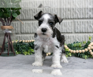 Medium Schnauzer (Miniature)