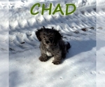 Image preview for Ad Listing. Nickname: Chad