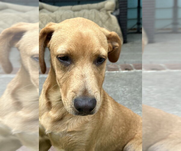 Medium Photo #1 Labrador Retriever Puppy For Sale in San Diego , CA, USA