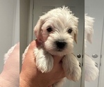 Small Photo #4 Schnauzer (Miniature) Puppy For Sale in CONROE, TX, USA