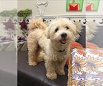 Small Maltipoo (Miniature)