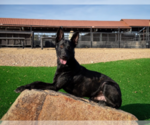 Small Photo #1 Dutch Shepherd -Golden Retriever Mix Puppy For Sale in LAS VEGAS, NV, USA