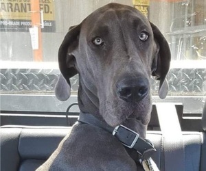 Mother of the Great Dane puppies born on 12/31/2022
